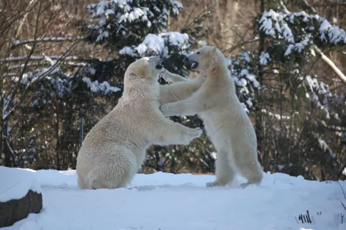 Eisbären im Erlebnis-Zoo im Winter